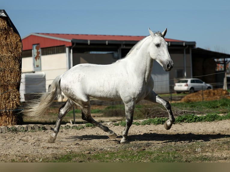 PRE Mix Stallion 5 years 16,1 hh Gray in Armilla