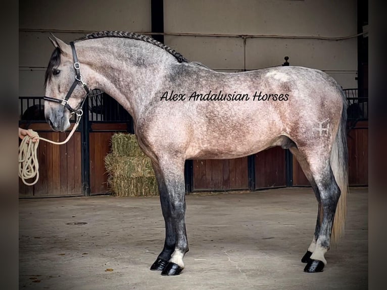 PRE Mix Stallion 5 years 16,1 hh Gray in Sevilla