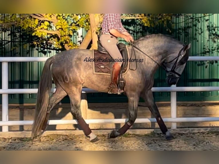 PRE Mix Stallion 5 years 16,1 hh Gray in Sevilla