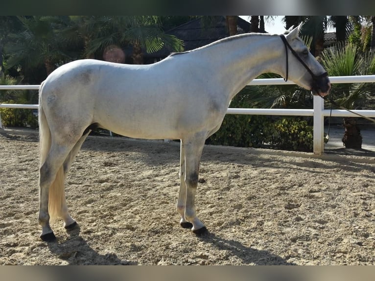 PRE Mix Stallion 5 years 16,1 hh Gray in Malaga
