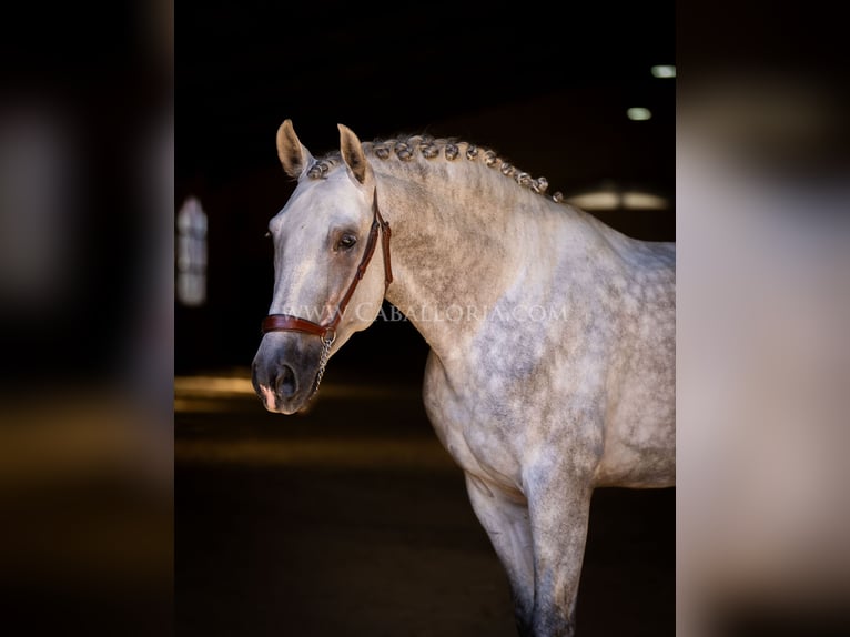 PRE Stallion 5 years 16,1 hh Gray in Rafelguaraf