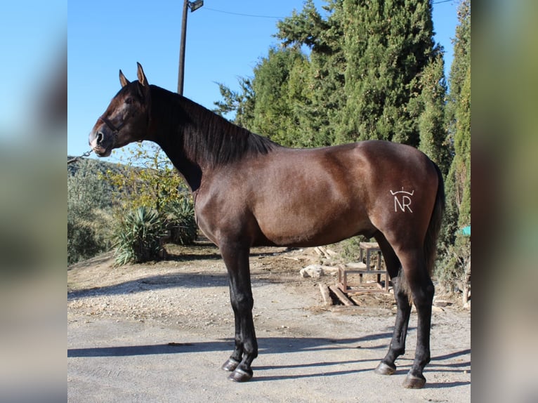 PRE Mix Stallion 5 years 16,1 hh Gray in Malaga