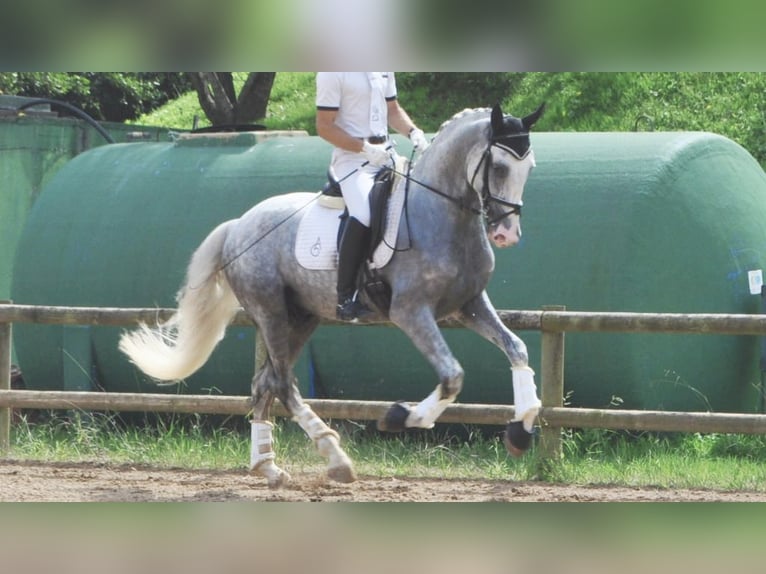PRE Mix Stallion 5 years 16,1 hh Gray in NAVAS DEL MADRONO