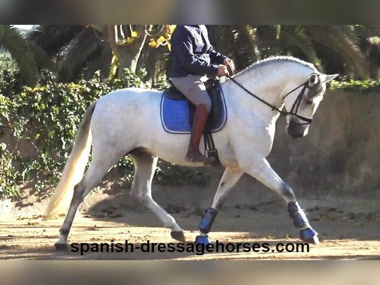 PRE Mix Stallion 5 years 16,1 hh Gray in Barcelona