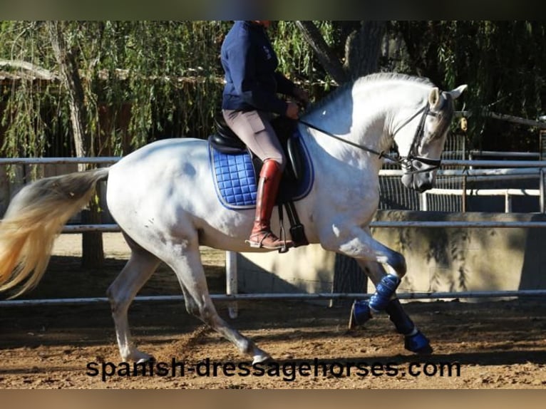 PRE Mix Stallion 5 years 16,1 hh Gray in Barcelona
