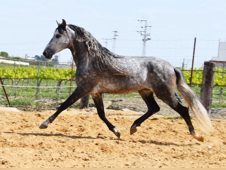 PRE Stallion 5 years 16,1 hh Gray in Provinz Cordoba