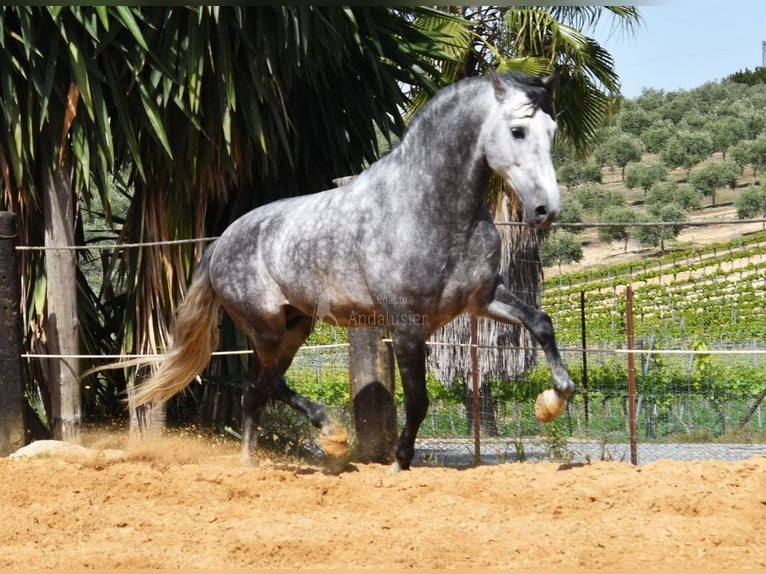 PRE Stallion 5 years 16,1 hh Gray in Provinz Cordoba