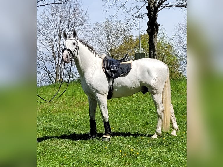 PRE Stallion 5 years 16,1 hh Gray in Saarbrücken