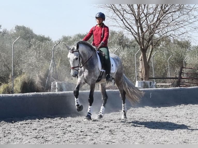 PRE Mix Stallion 5 years 16,1 hh Gray in Provinz Granada