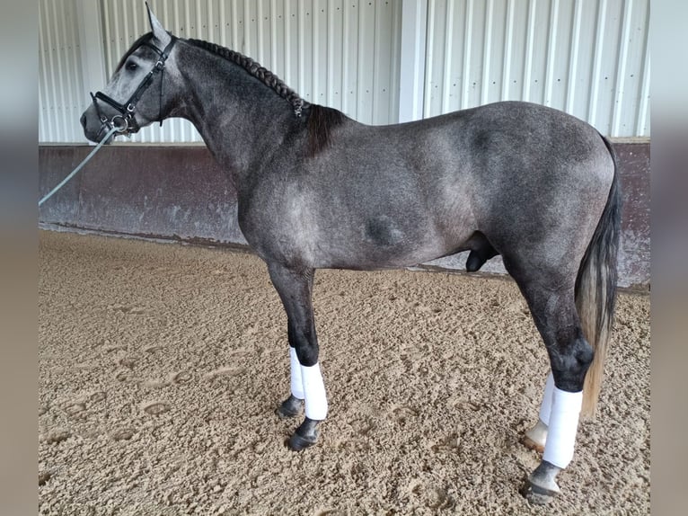 PRE Mix Stallion 5 years 16,1 hh Gray in Huelva