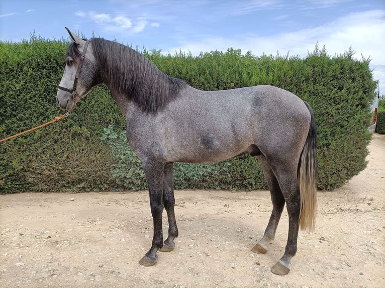 PRE Mix Stallion 5 years 16,1 hh Gray in Huelva