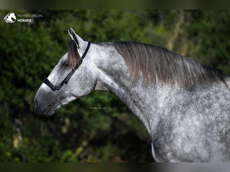 PRE Stallion 5 years 16,1 hh Gray in Menorca