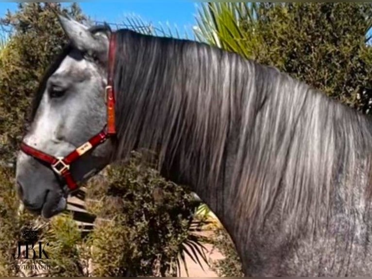 PRE Mix Stallion 5 years 16.1 hh Grey-Dapple in Tabernas Almeria
