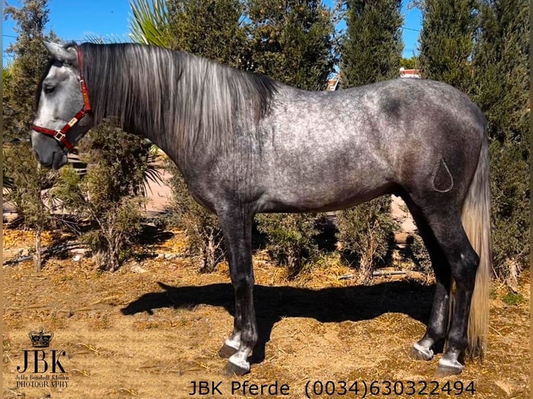 PRE Mix Stallion 5 years 16.1 hh Grey-Dapple in Tabernas Almeria
