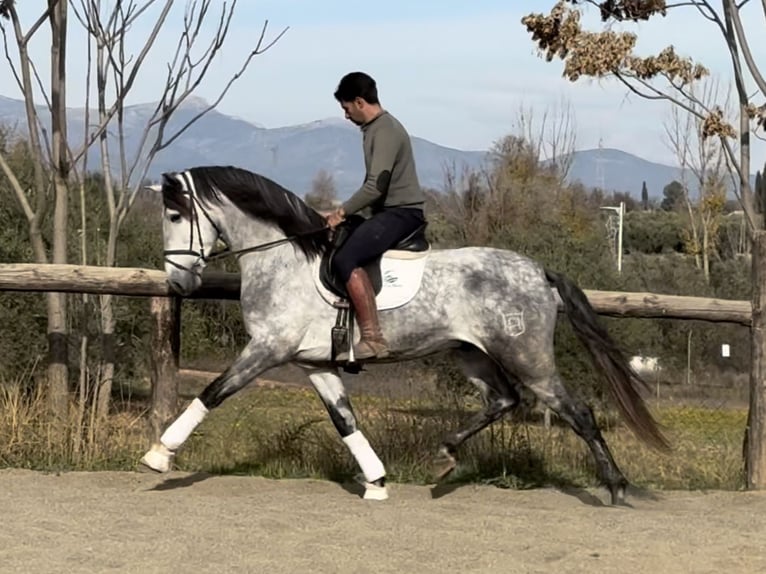 PRE Mix Stallion 5 years 16.1 hh Grey in Coín, Malaga