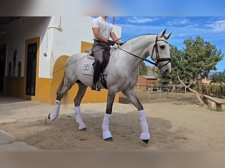 PRE Mix Stallion 5 years 16.1 hh Grey in Santa Perpetua de Mogoda