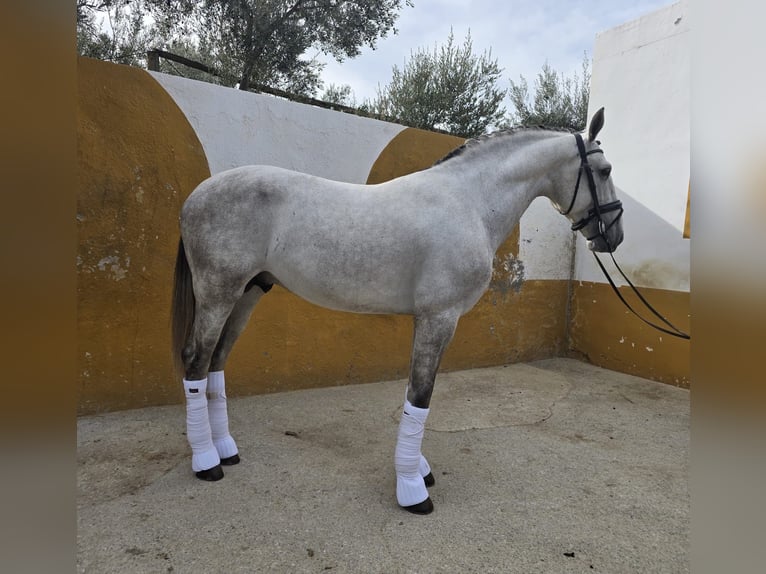 PRE Mix Stallion 5 years 16.1 hh Grey in Santa Perpetua de Mogoda
