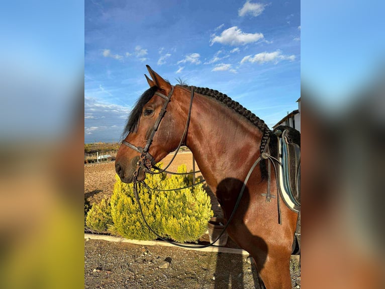 PRE Mix Stallion 5 years 16.1 hh Grey in Bilbao