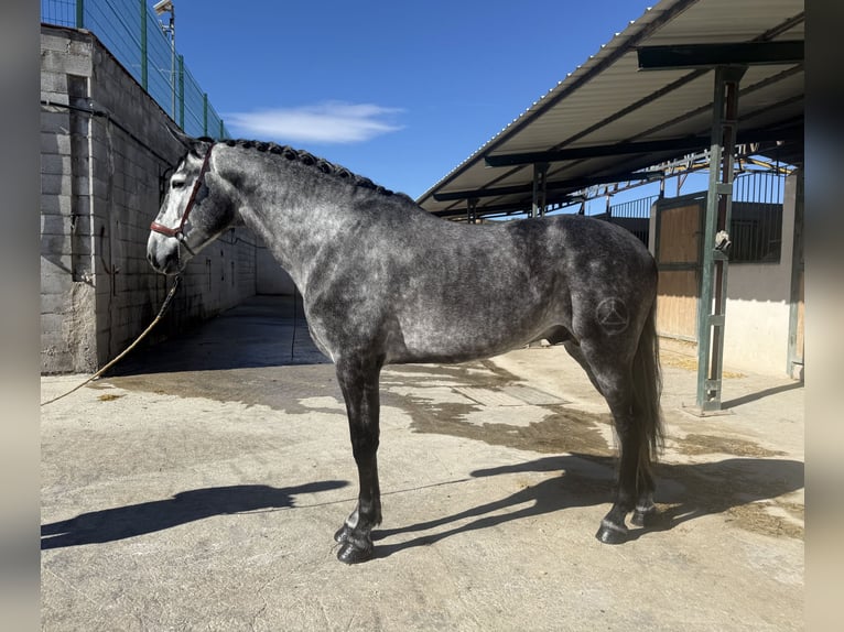PRE Stallion 5 years 16.1 hh Grey in Cañada De San Pedro