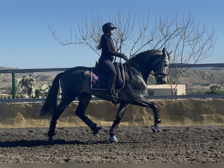 PRE Stallion 5 years 16.1 hh Grey in Cañada De San Pedro