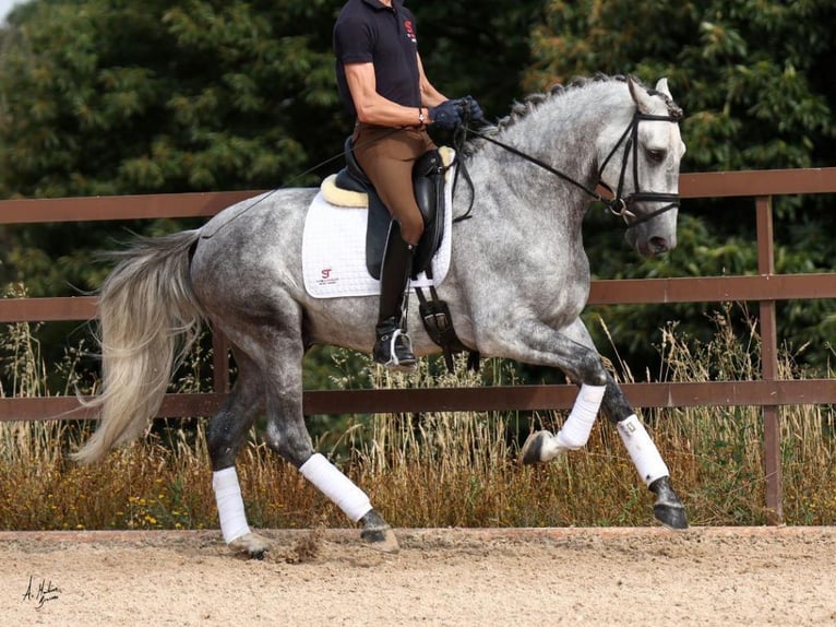 PRE Mix Stallion 5 years 16.1 hh Grey in Navas Del Madroño