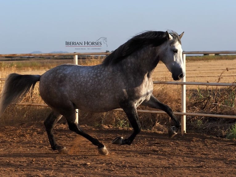 PRE Mix Stallion 5 years 16,1 hh Grey in Navas Del Madro&#xF1;o