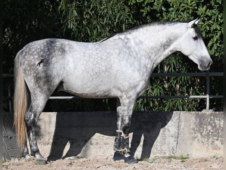 PRE Mix Stallion 5 years 16.1 hh Grey in Mallorca