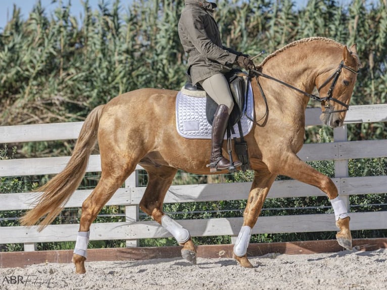 PRE Mix Stallion 5 years 16,1 hh Palomino in NAVAS DEL MADRONO