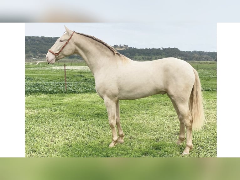 PRE Mix Stallion 5 years 16,1 hh Pearl in NAVAS DEL MADRONO