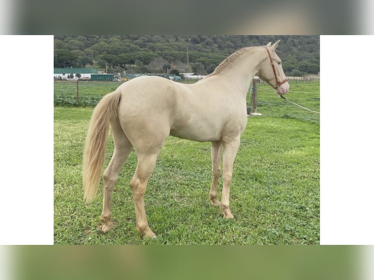 PRE Mix Stallion 5 years 16,1 hh Pearl in NAVAS DEL MADRONO