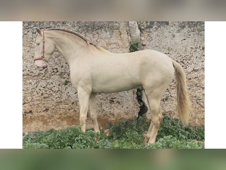 PRE Mix Stallion 5 years 16,1 hh Pearl in NAVAS DEL MADRONO