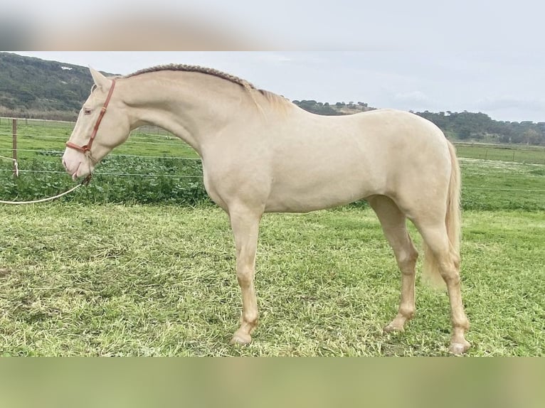 PRE Mix Stallion 5 years 16,1 hh Pearl in NAVAS DEL MADRONO