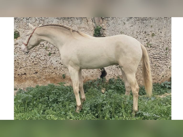 PRE Mix Stallion 5 years 16,1 hh Pearl in NAVAS DEL MADRONO