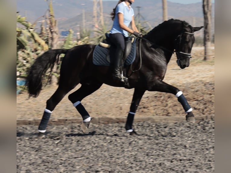 PRE Stallion 5 years 16,1 hh Smoky-Black in Malaga