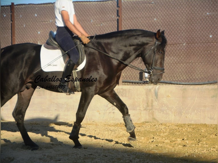PRE Stallion 5 years 16.1 hh Smoky-Black in Vejer de la Frontera