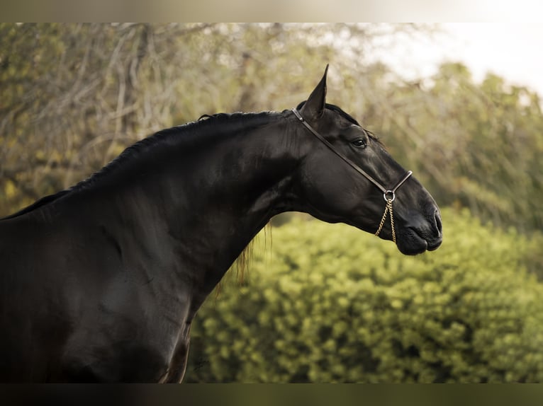 PRE Stallion 5 years 16,2 hh Black in Vilanova I La Geltru