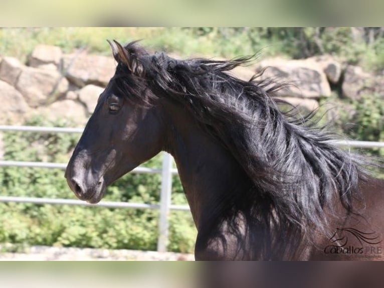 PRE Stallion 5 years 16,2 hh Black in Barcelona