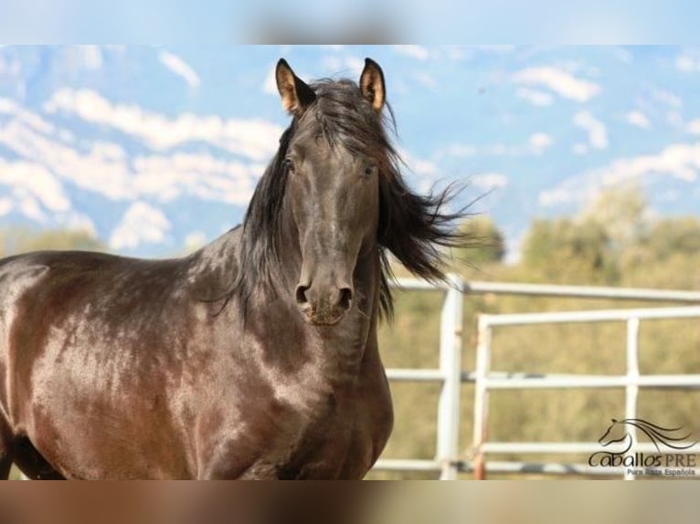 PRE Stallion 5 years 16,2 hh Black in Barcelona