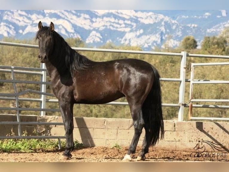 PRE Stallion 5 years 16,2 hh Black in Barcelona