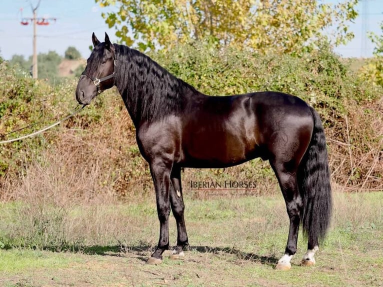 PRE Mix Stallion 5 years 16.2 hh Black in NAVAS DEL MADRONO