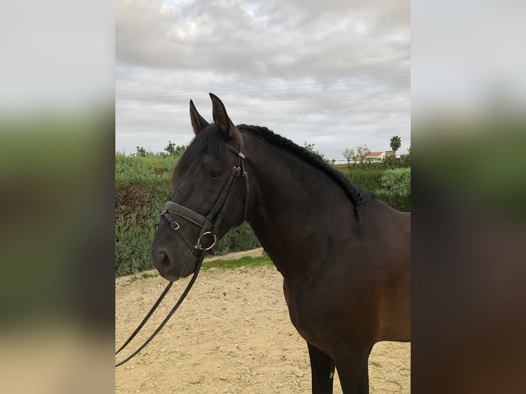 PRE Mix Stallion 5 years 16,2 hh Black in Pilas