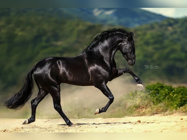 PRE Stallion 5 years 16,2 hh Black in Cardona