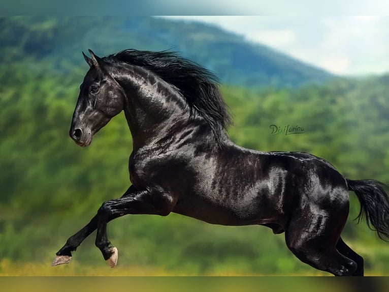 PRE Stallion 5 years 16,2 hh Black in Cardona