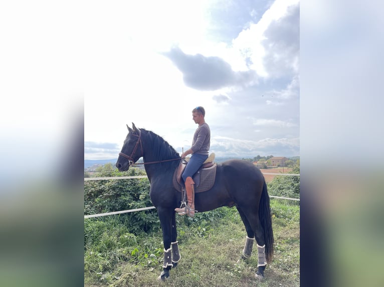 PRE Stallion 5 years 16,2 hh Black in Cardona