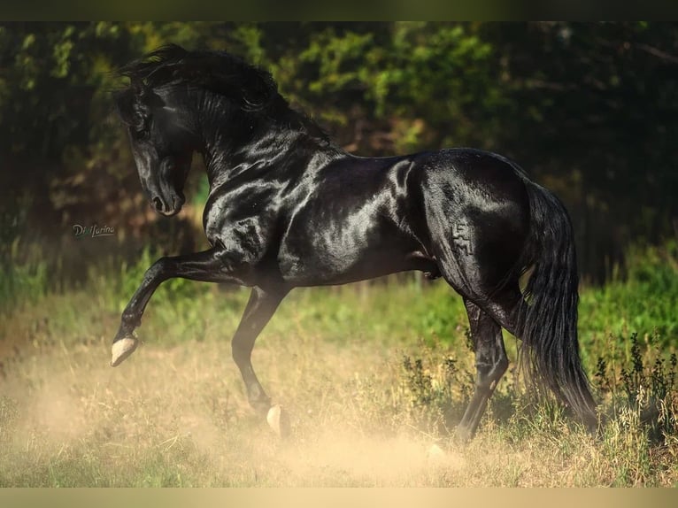 PRE Stallion 5 years 16,2 hh Black in Cardona