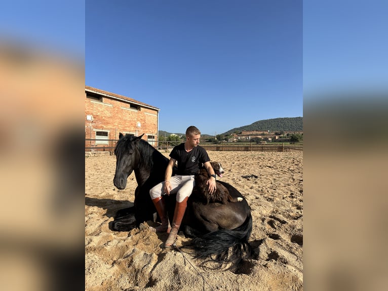 PRE Stallion 5 years 16,2 hh Black in Cardona