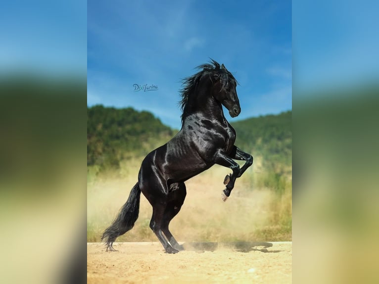 PRE Stallion 5 years 16,2 hh Black in Cardona