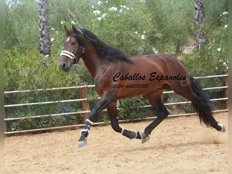 PRE Stallion 5 years 16,2 hh Brown in Vejer de la Frontera