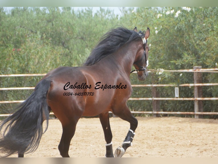 PRE Stallion 5 years 16,2 hh Brown in Vejer de la Frontera