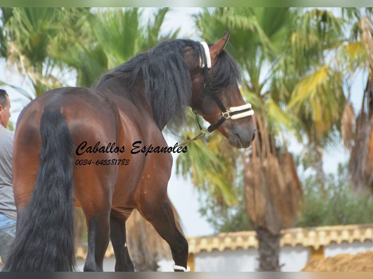 PRE Stallion 5 years 16,2 hh Brown in Vejer de la Frontera